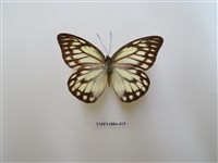 藏品(鋸粉蝶)的圖片